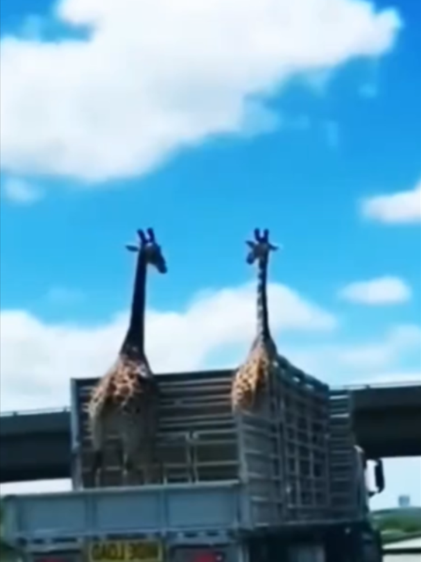 @Mundo dos Animais