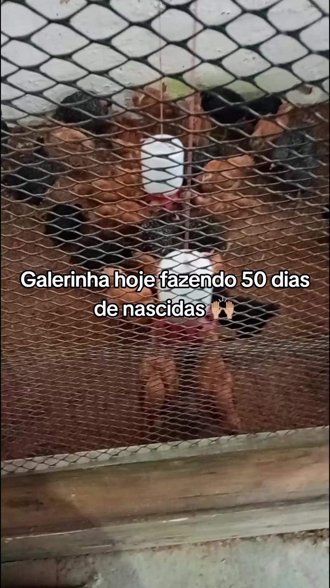 @Criatório Fênix 🐦🔥
