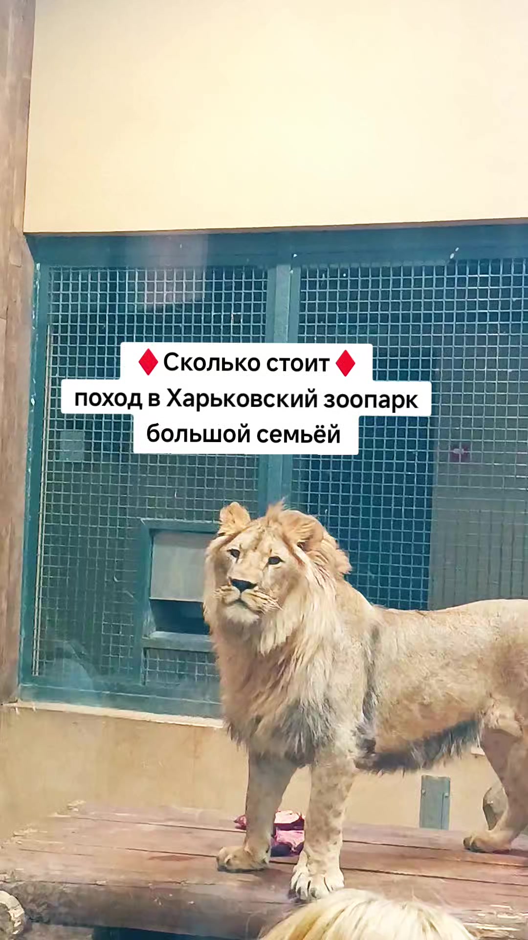 @Ольга_АДЖИКА