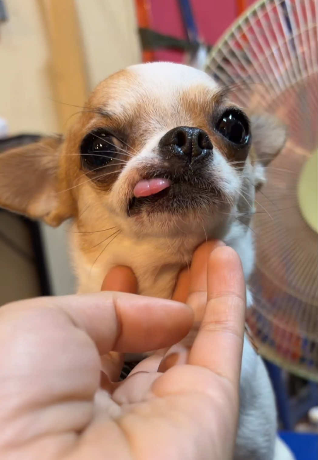 @บิ๊กบอสลูกมีน่า🐶