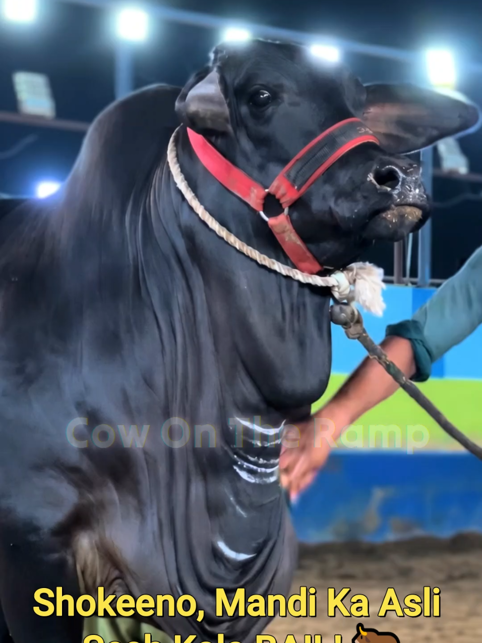 @Cow On The Ramp