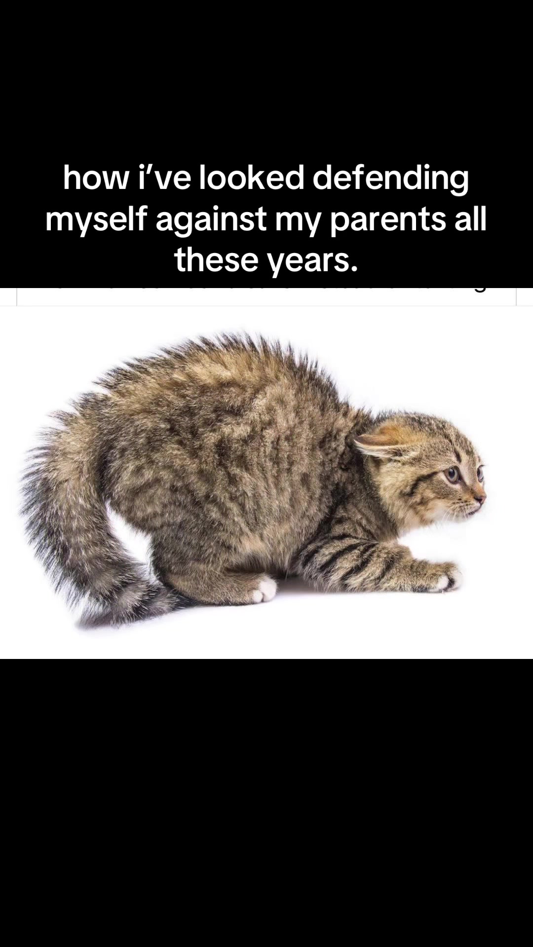 @🥝 ı̣ʍı̣ʞ