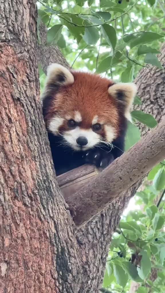 @Krezhi Panda 90