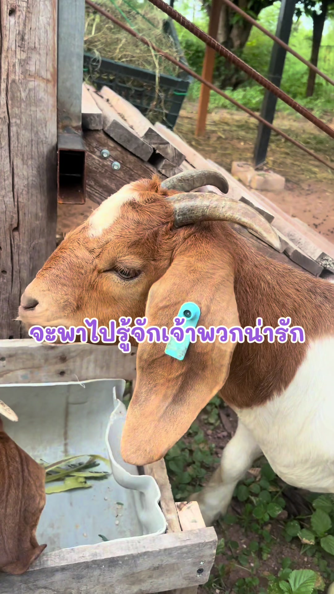 @นอ วอ🌻💜