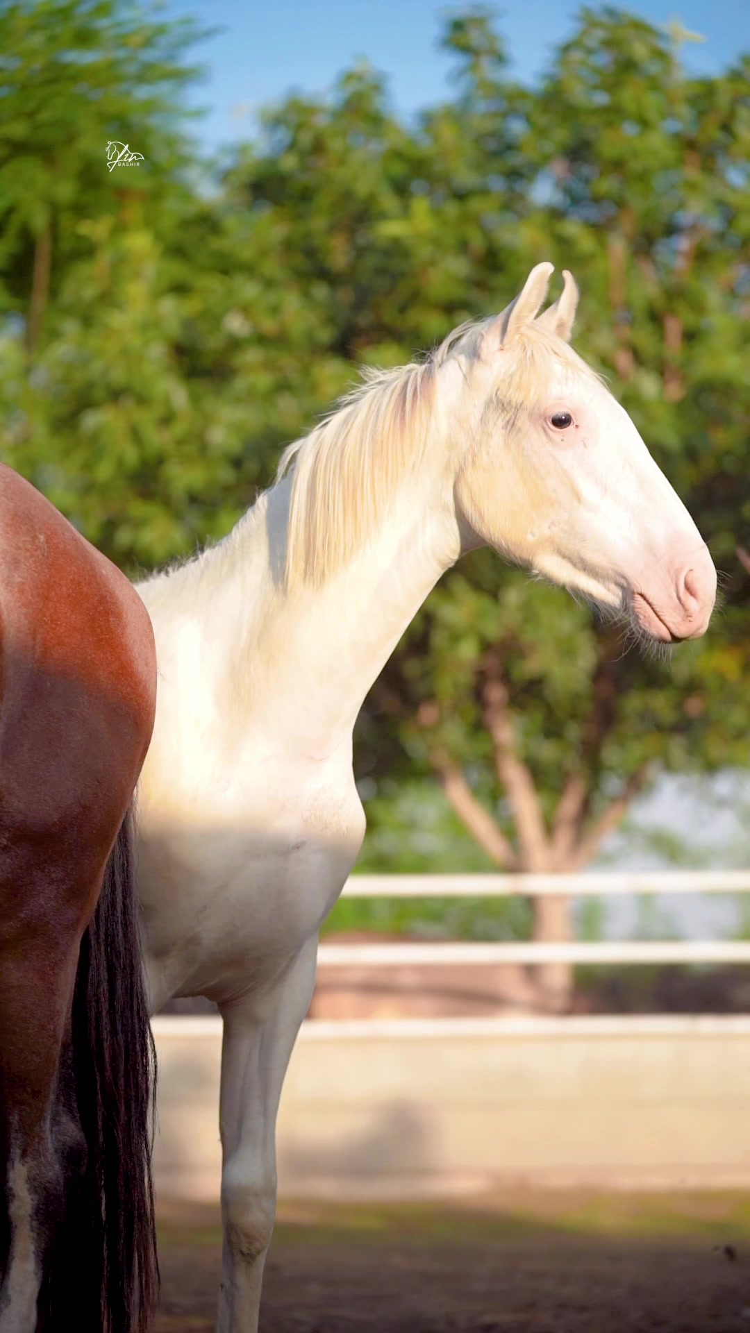 @SUNRISE STUD FARMS RAWALPINDI