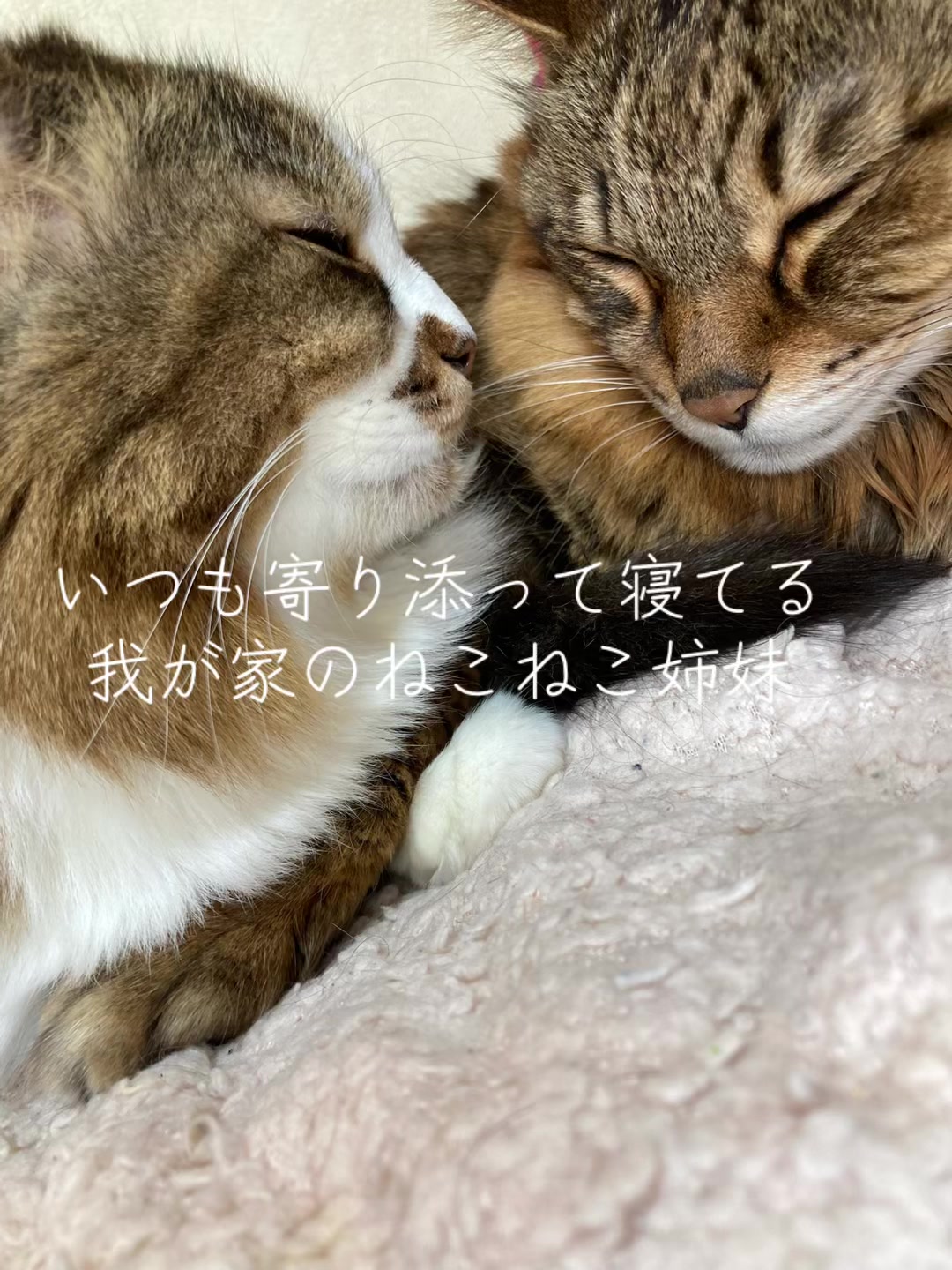 @も10たま15個のあーたん🕊️🔗