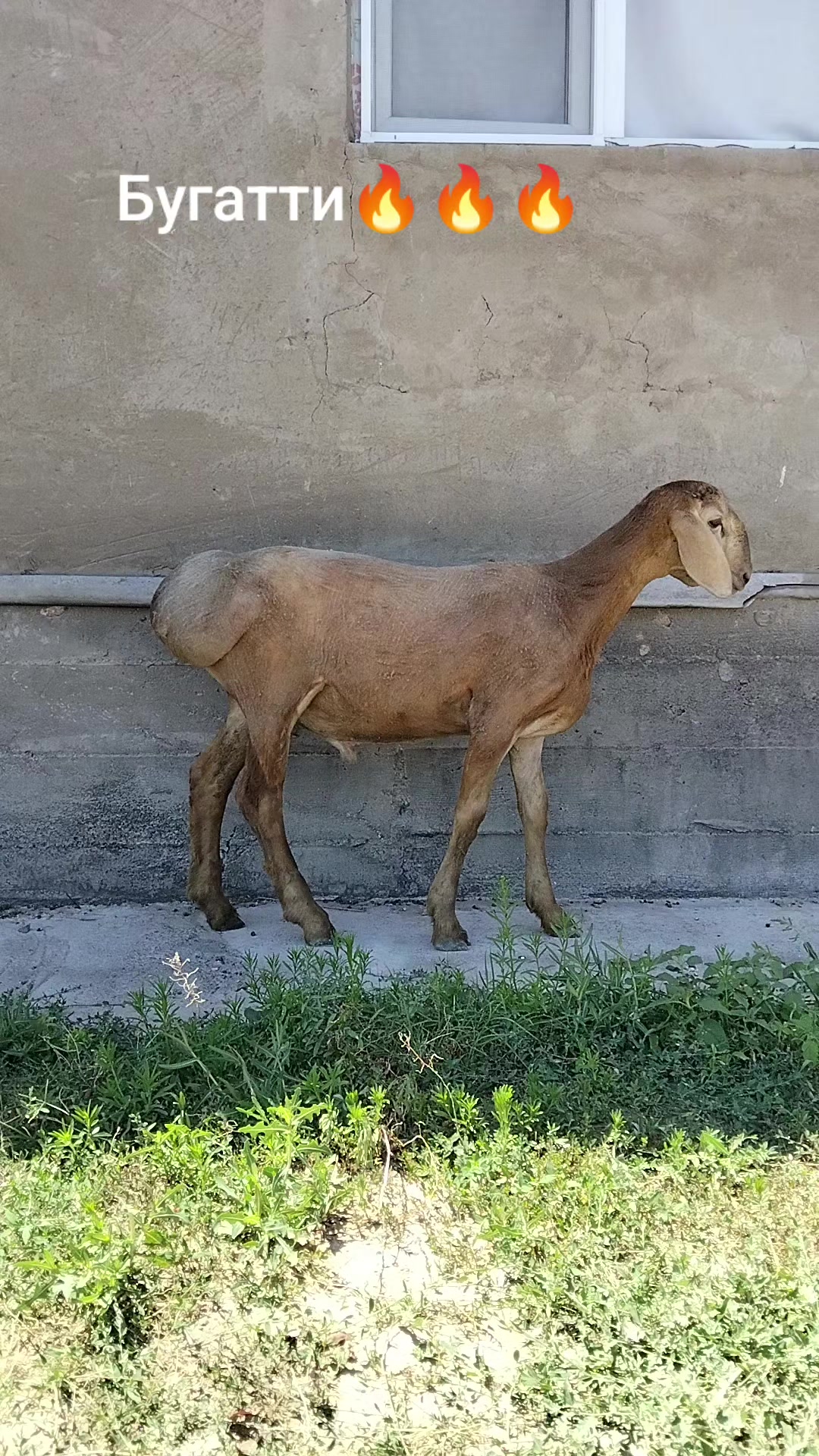 @Рахат