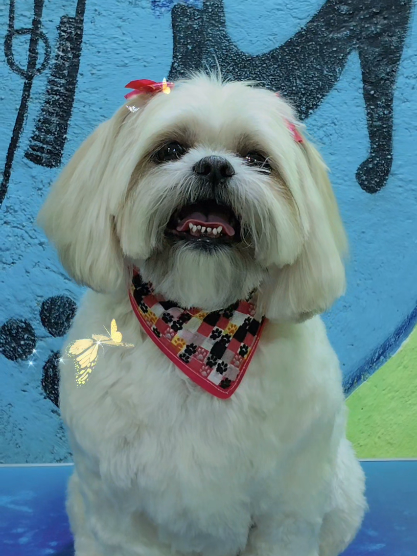 @💈🐾DOG GROOMER🐾💈