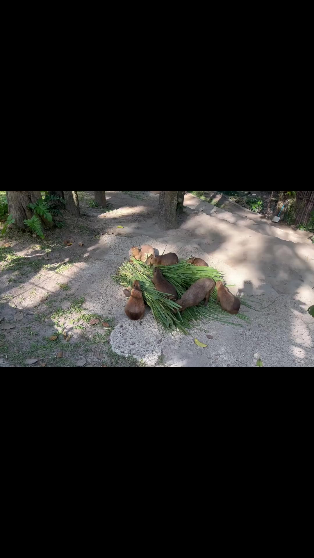 @capybaraninja