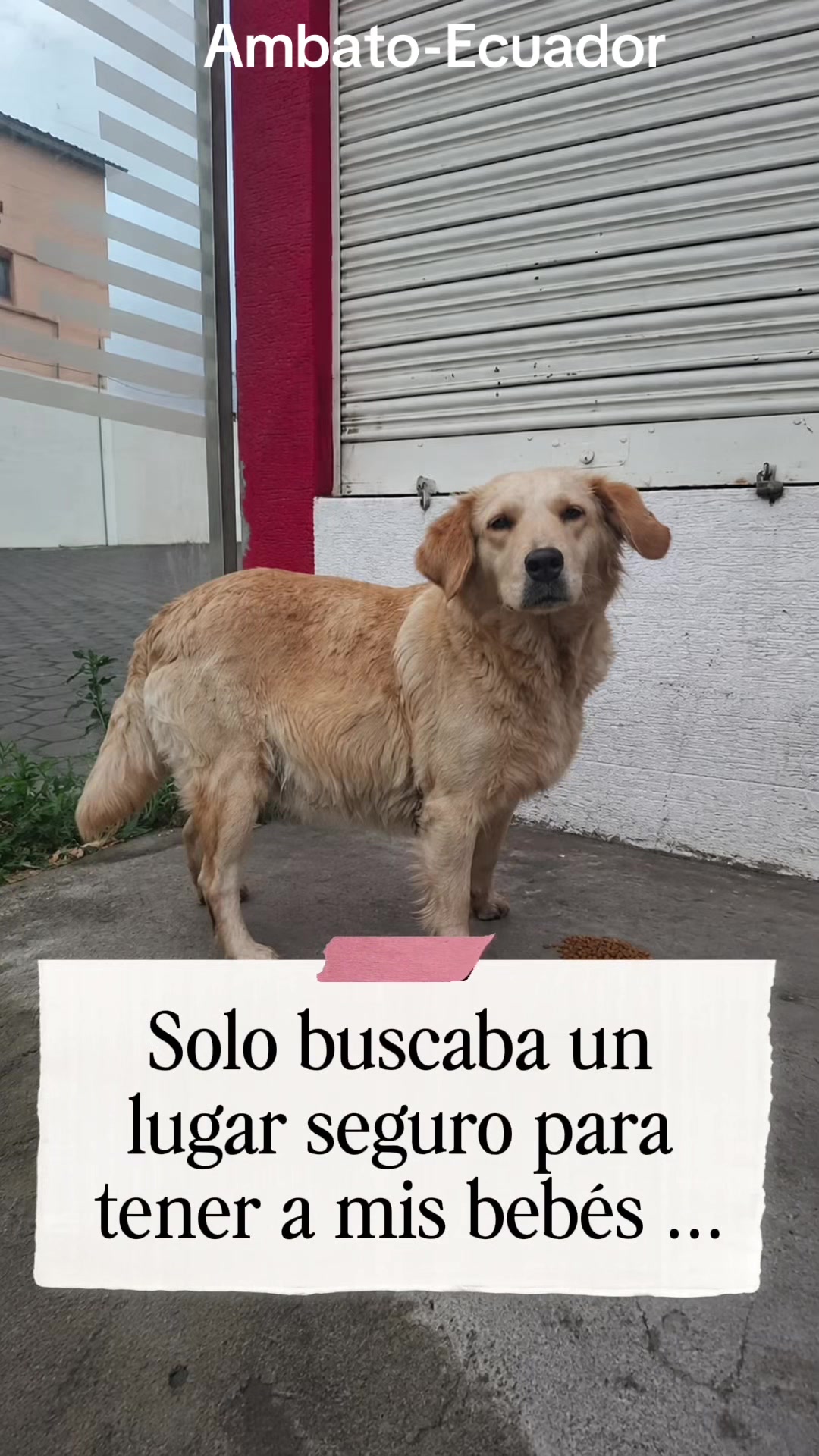 @Amigoscaninos_Ambato