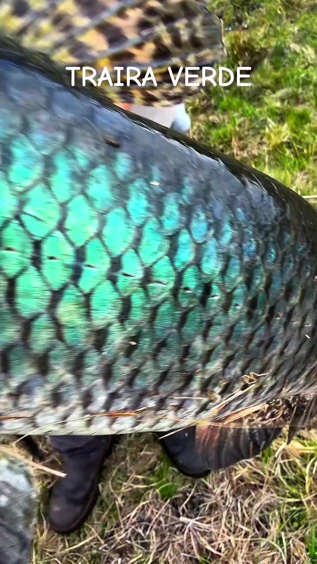 @Brandino Fishing