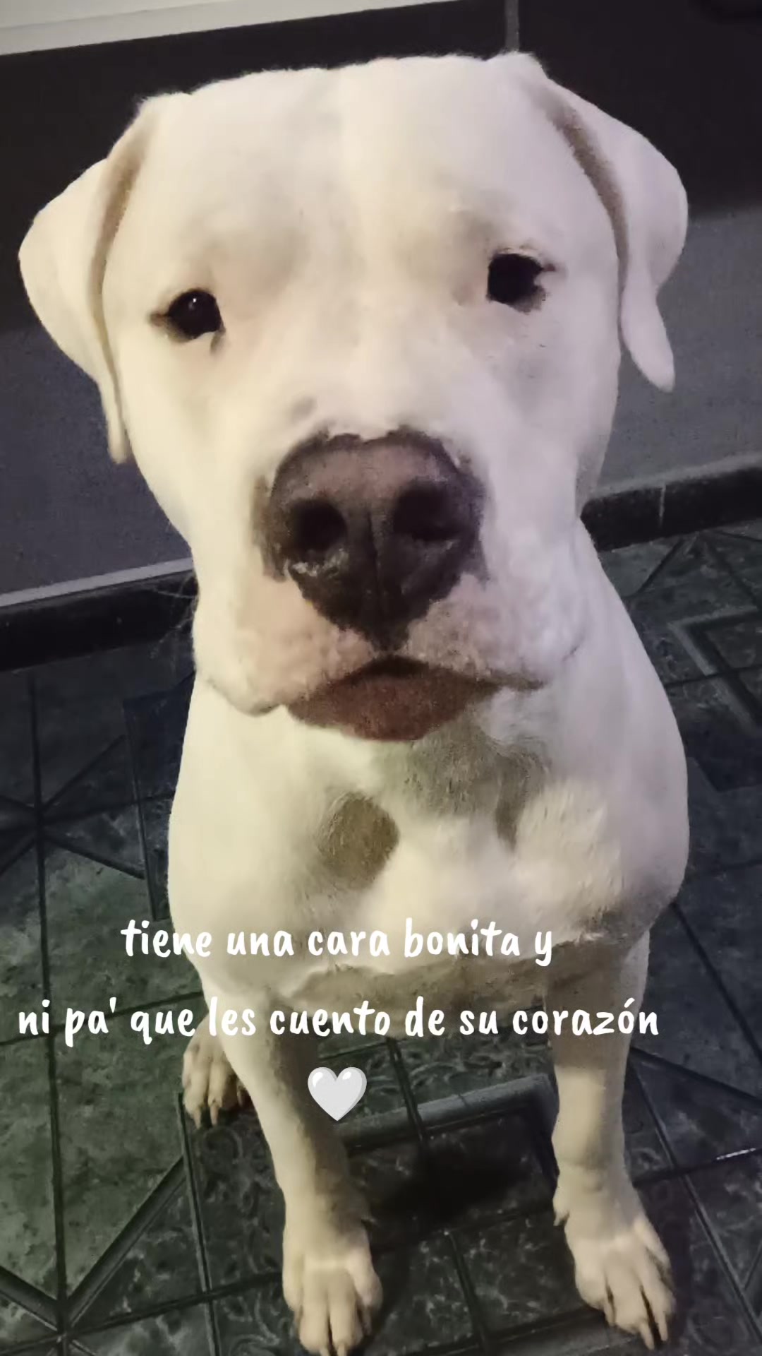 @Flor&Tango Dogo Argentino 🇦🇷