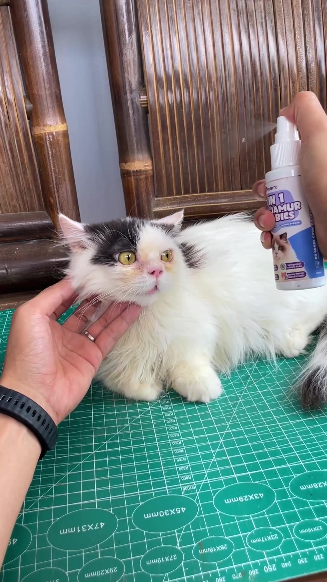 @Republic Of Cat