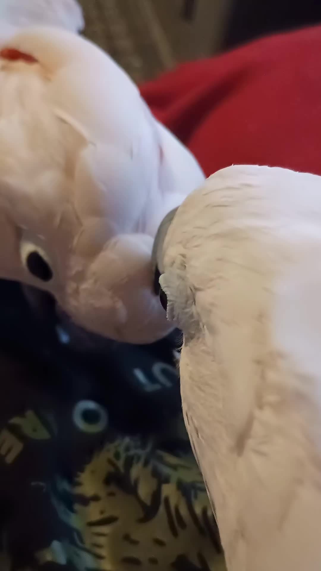 @Suzy the Cockatoo