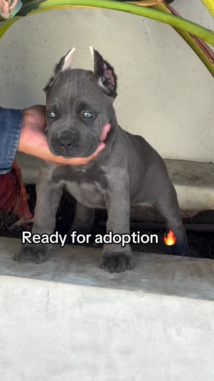 @CaneCorso