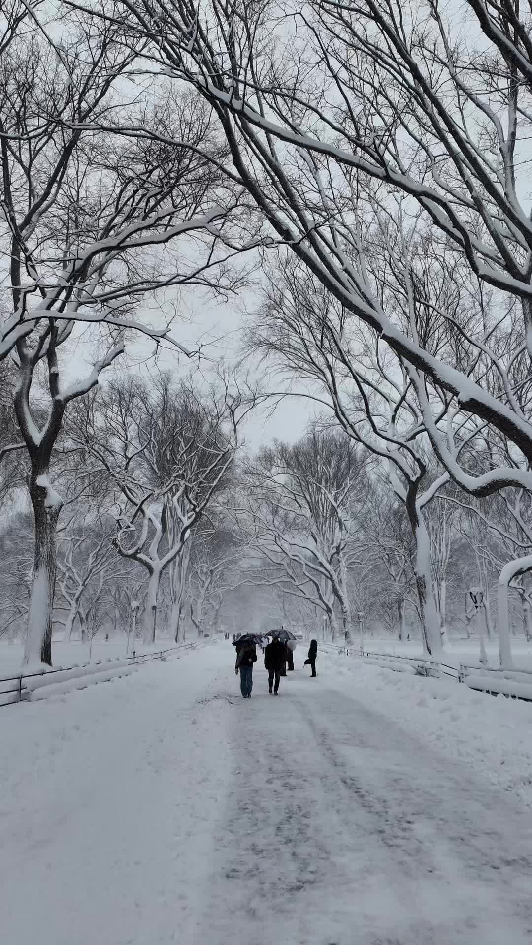 @NYC Local