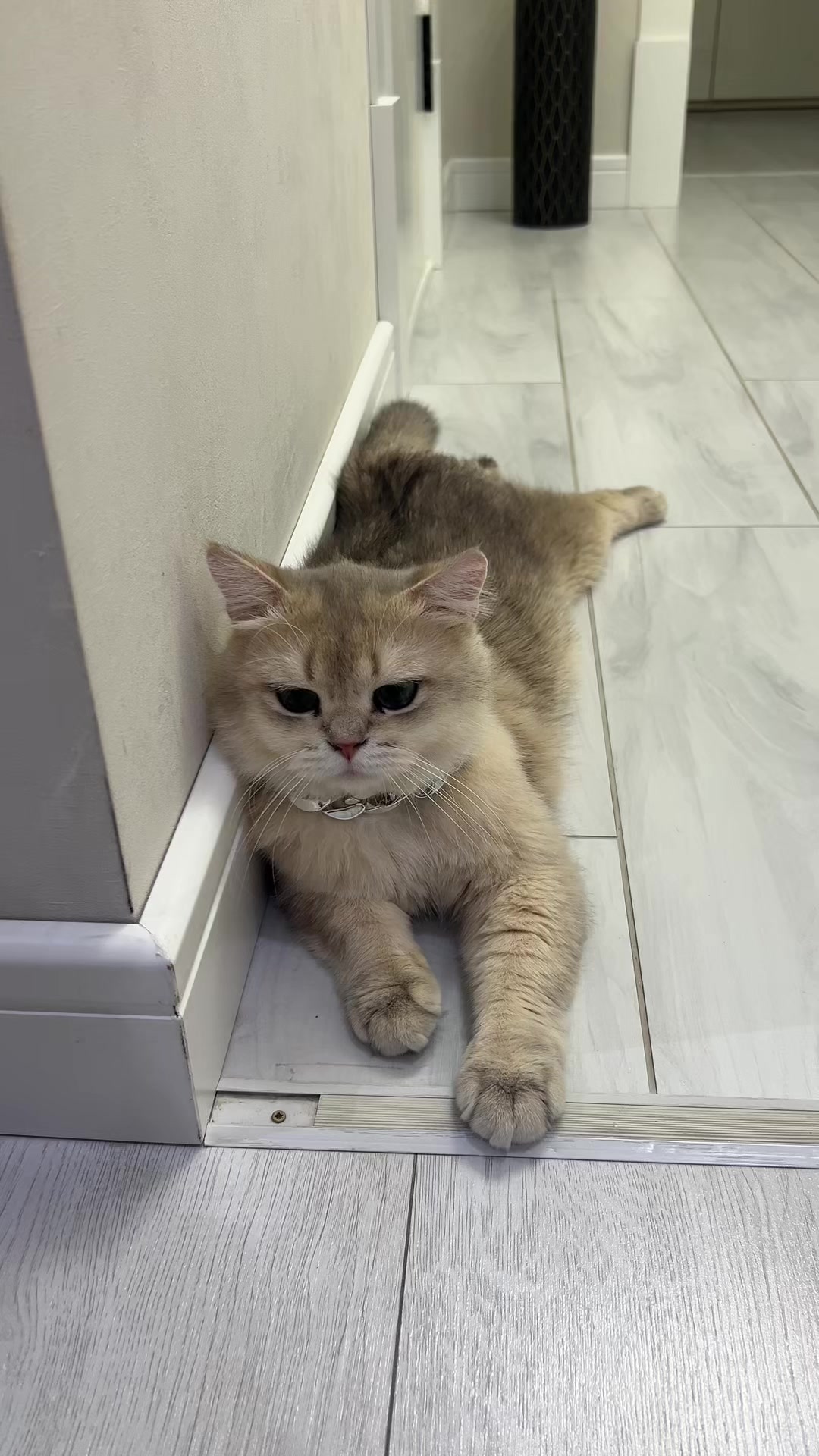 @kittens_uz