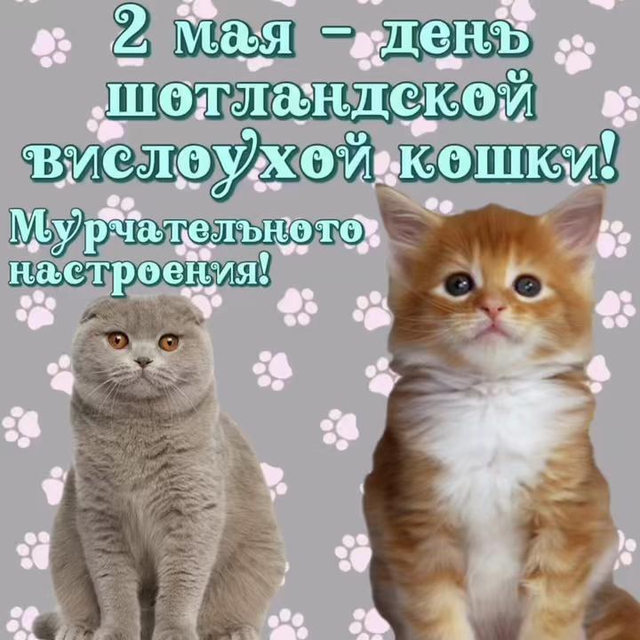 @котики на каждый день