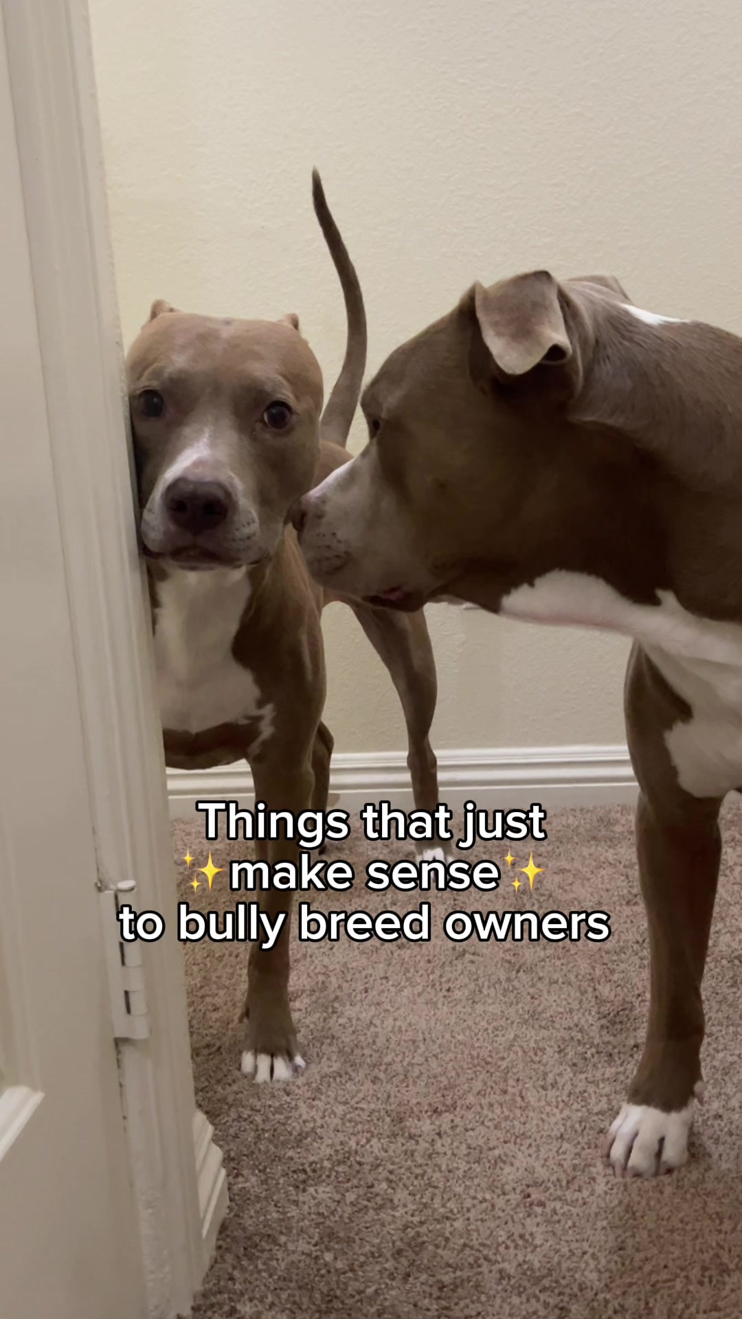 @@knight_thepit
