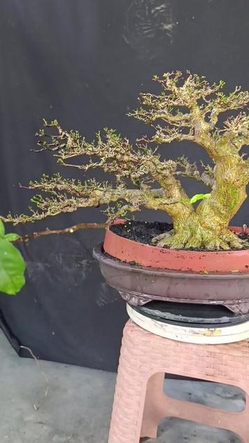 @Yanubonsai