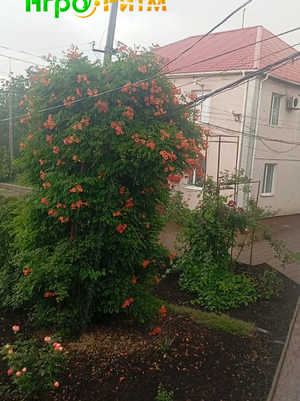 @Анна Плешко 🌻🌽АГРО-РИТМ 🌽🌻
