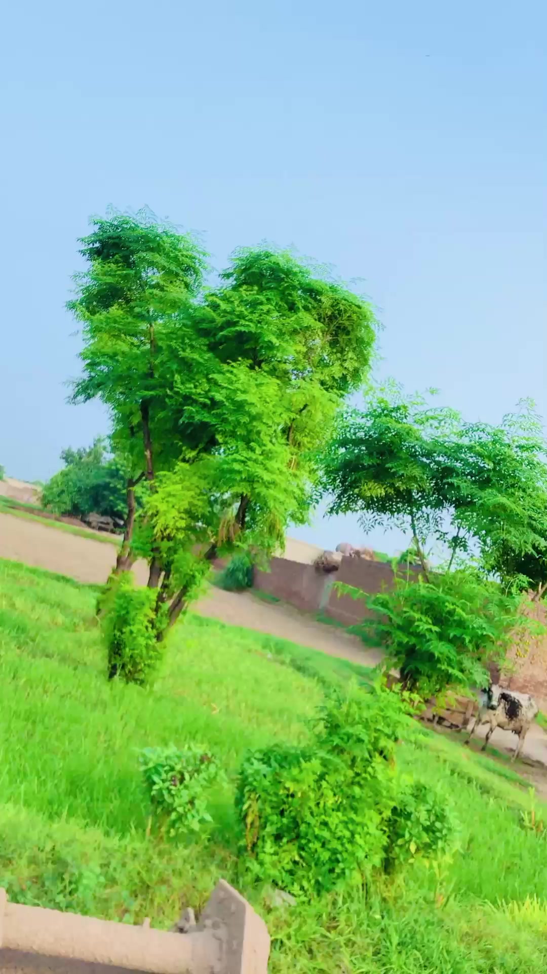 @imtiaz mahi 1