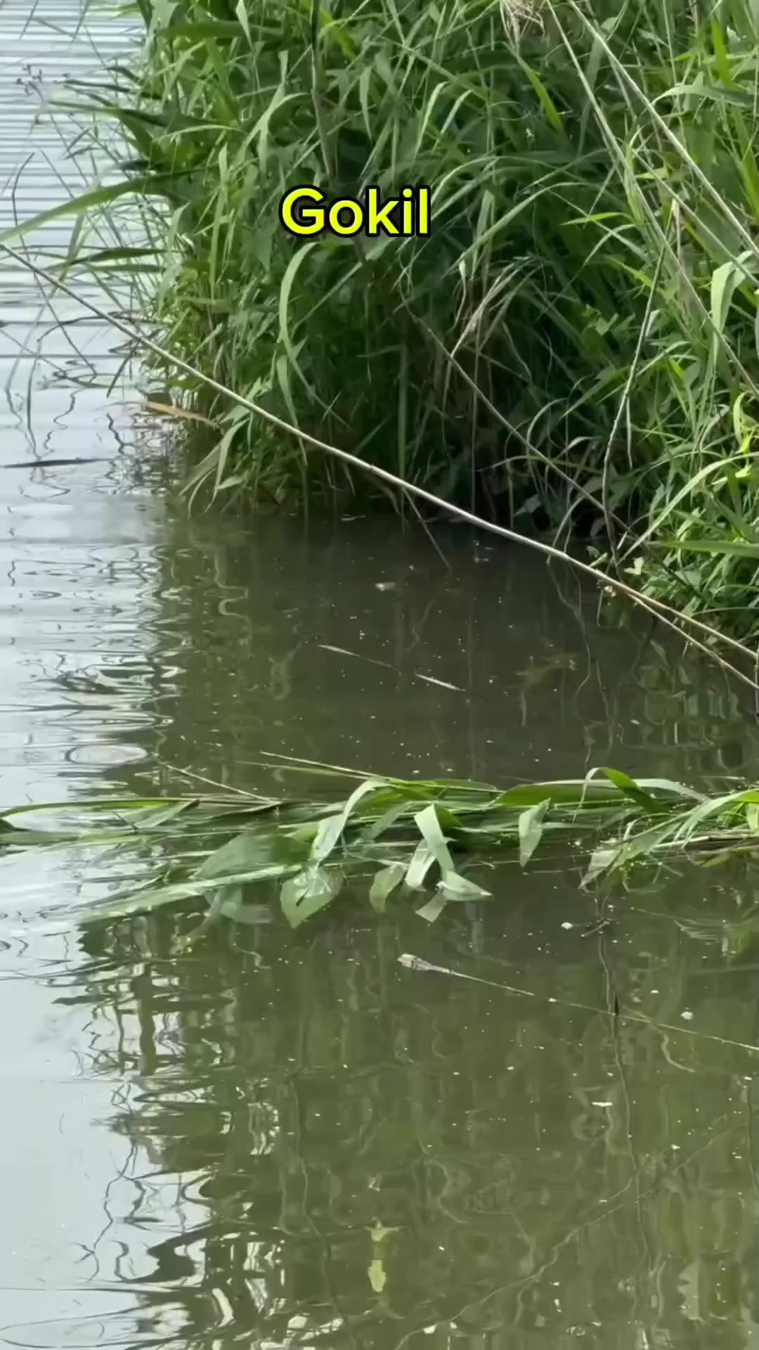 @erdin mancing