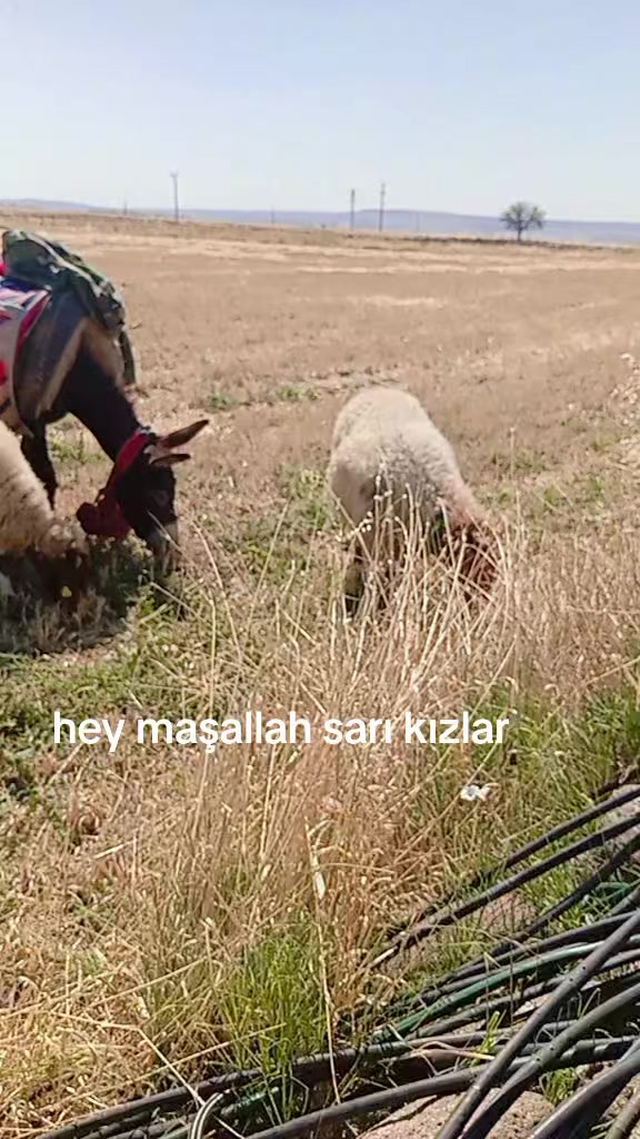 @"Enes_bdk