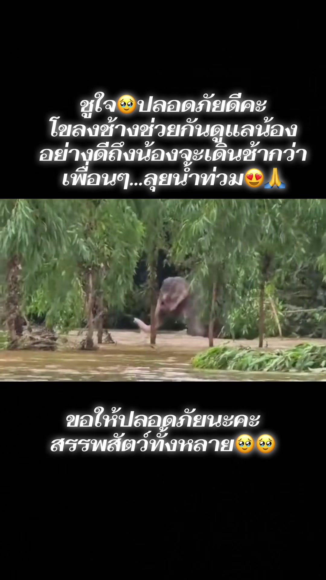 @🪭💰Fairy_Rainy🍃🫧❤️2M❤️