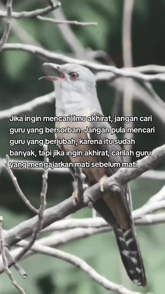 @Mas Bimantara__