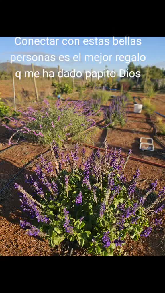 @Por ahi .....