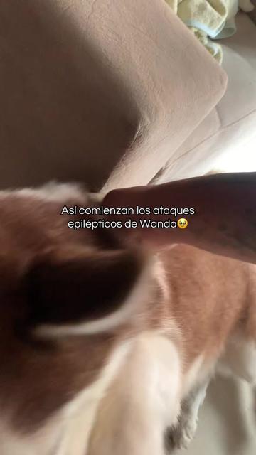 @🐺MiFamiliadehuskies🐾