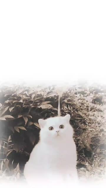 @ðŒðð®ðð¡ð¢ð«_ðð«ð¢ðð¬ð¥ðïž