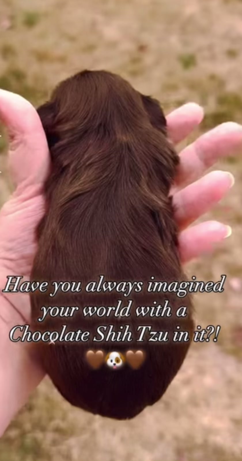 @Teacup Shih Tzu Puppies