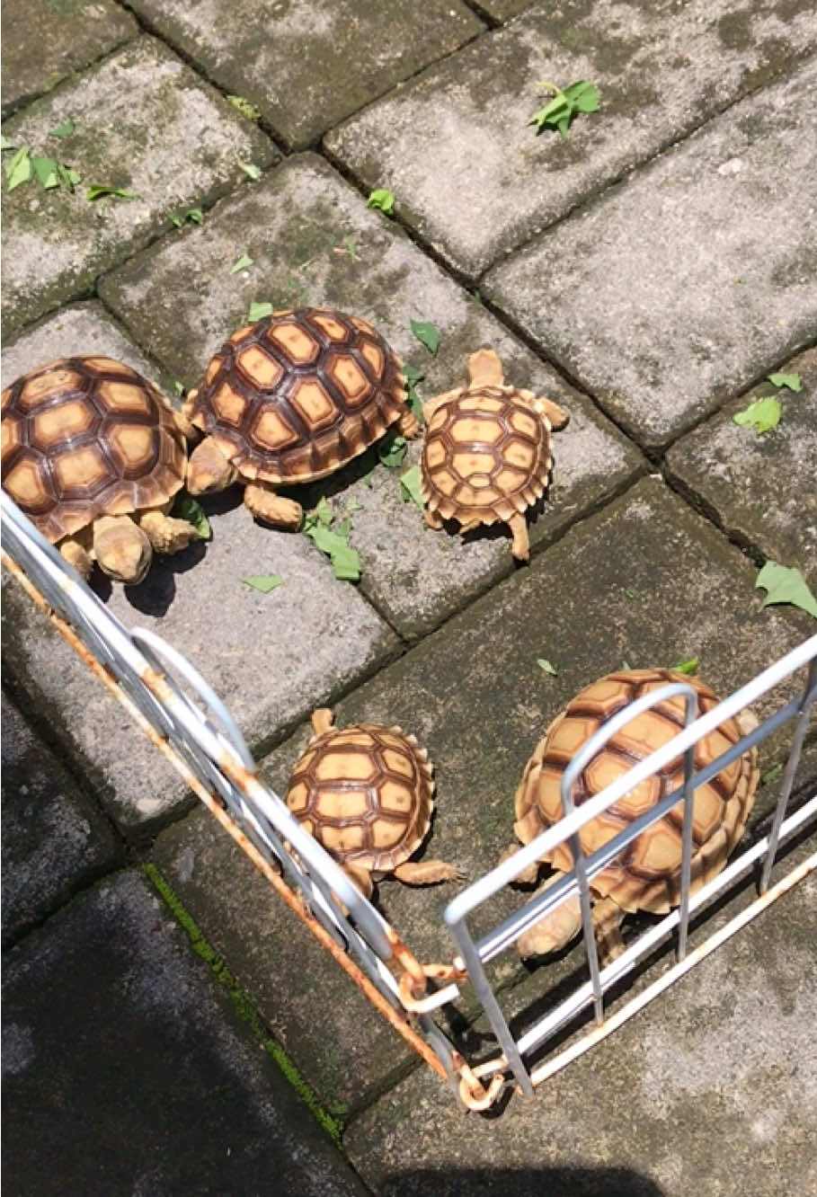 @MYtortojourney 🐢