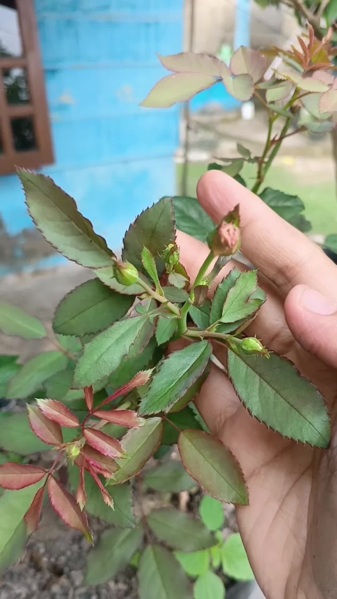 @susmawaati