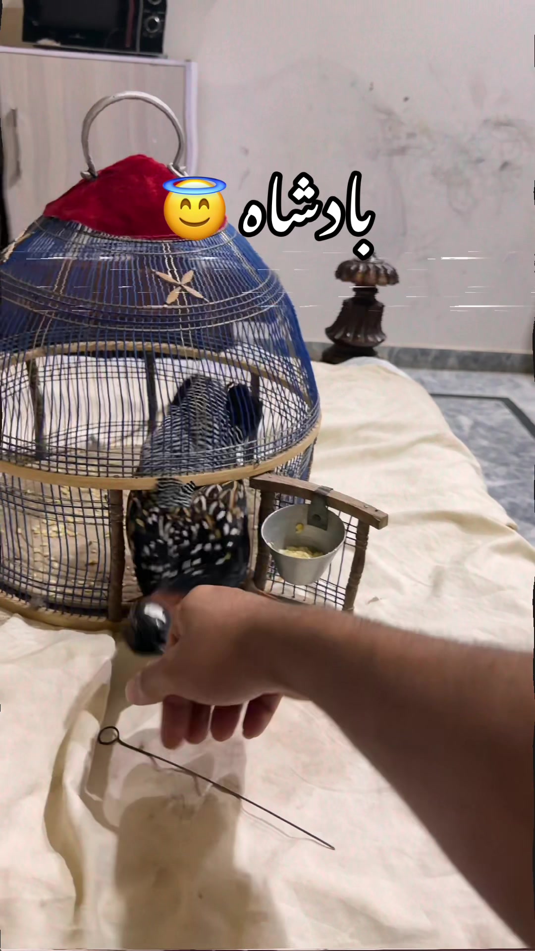 @AdilBirdsFarm