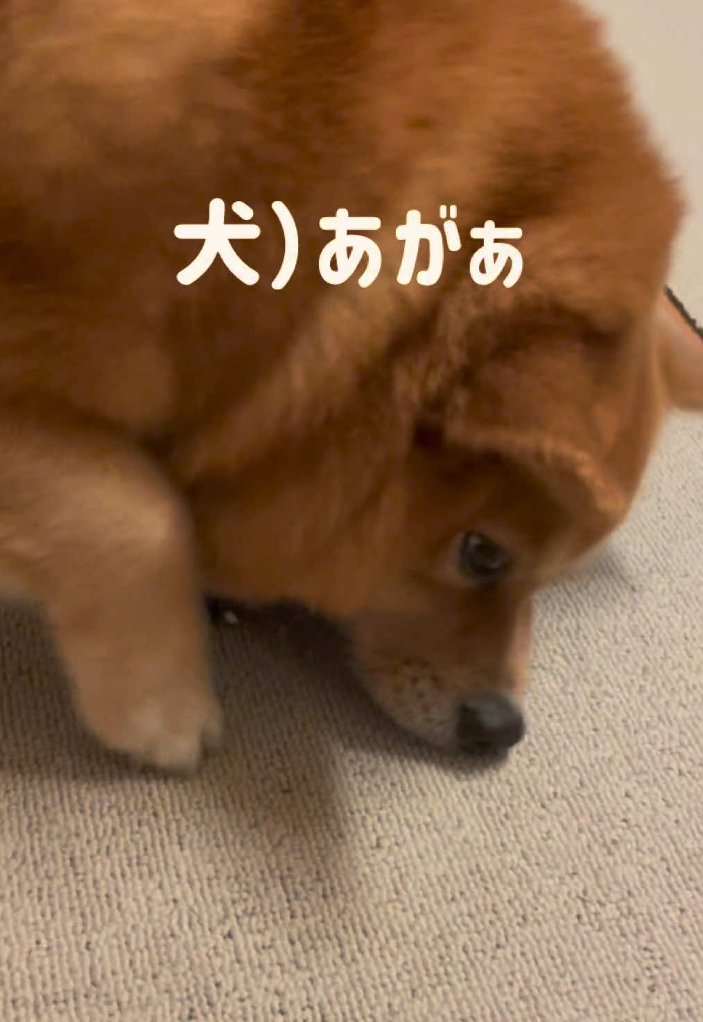 @ポメ柴もなか(もちゃ)୭