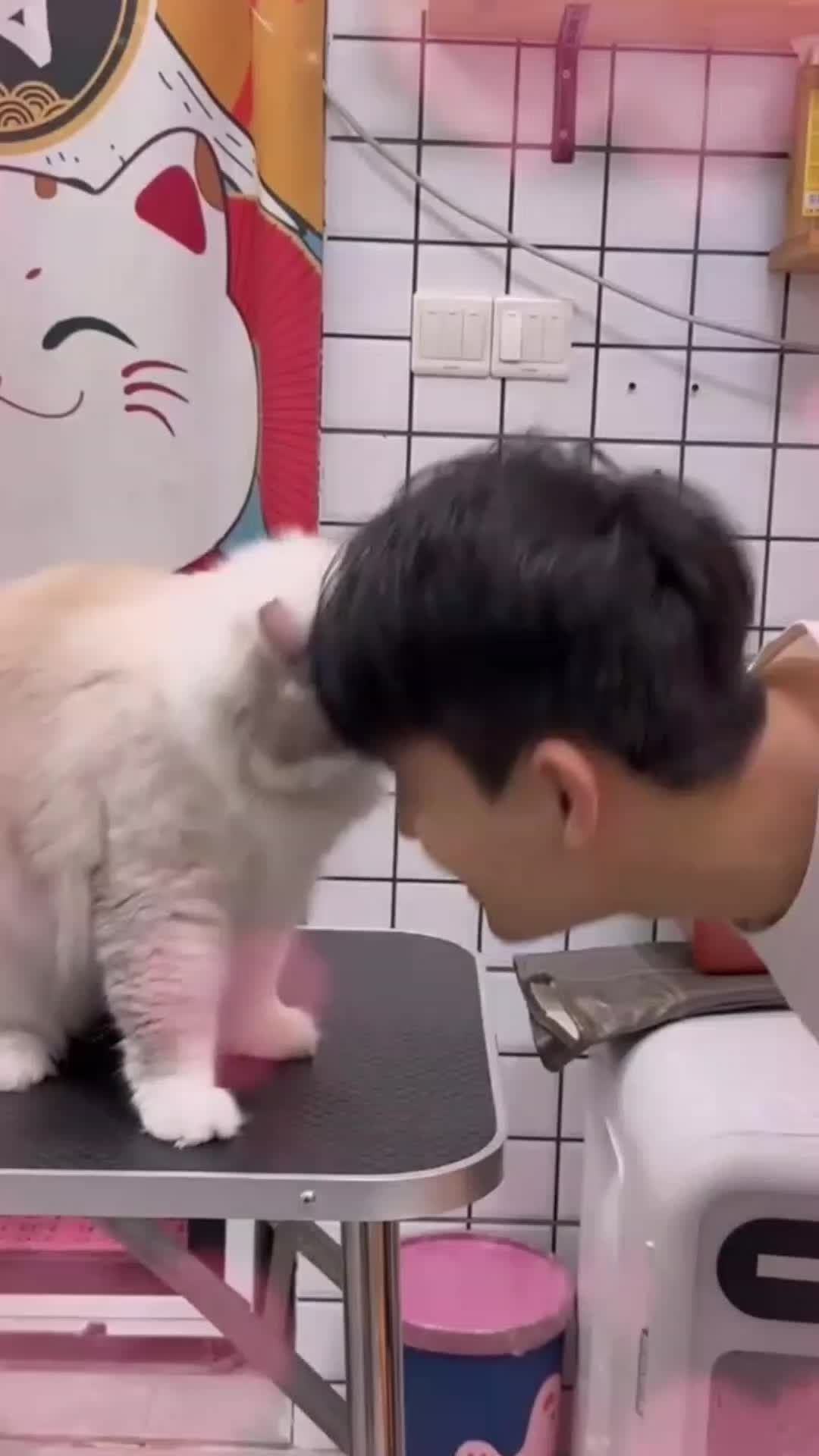@Cat 😺 video