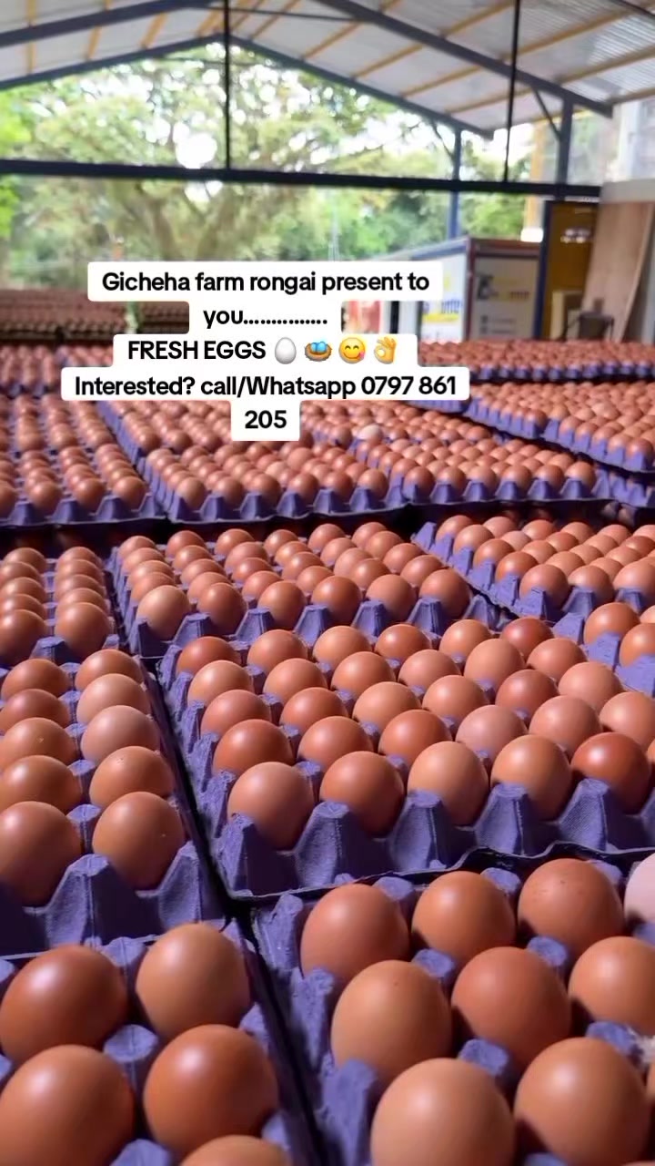 @OFFICIAL GICHEHA FARM RONGAI