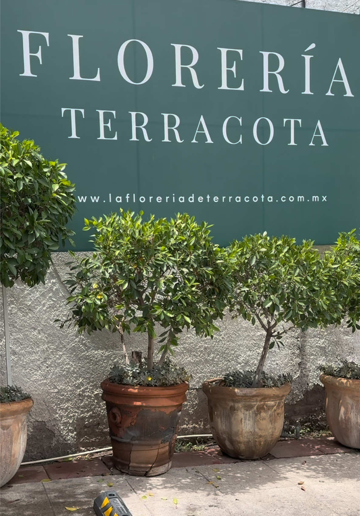 @Terracota la Florer&iacute;a