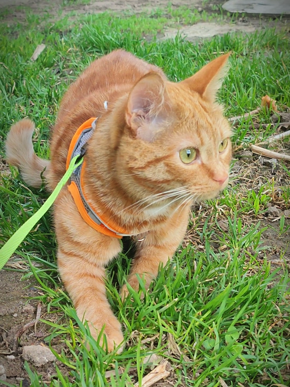 @Кот Кореш и его Птица