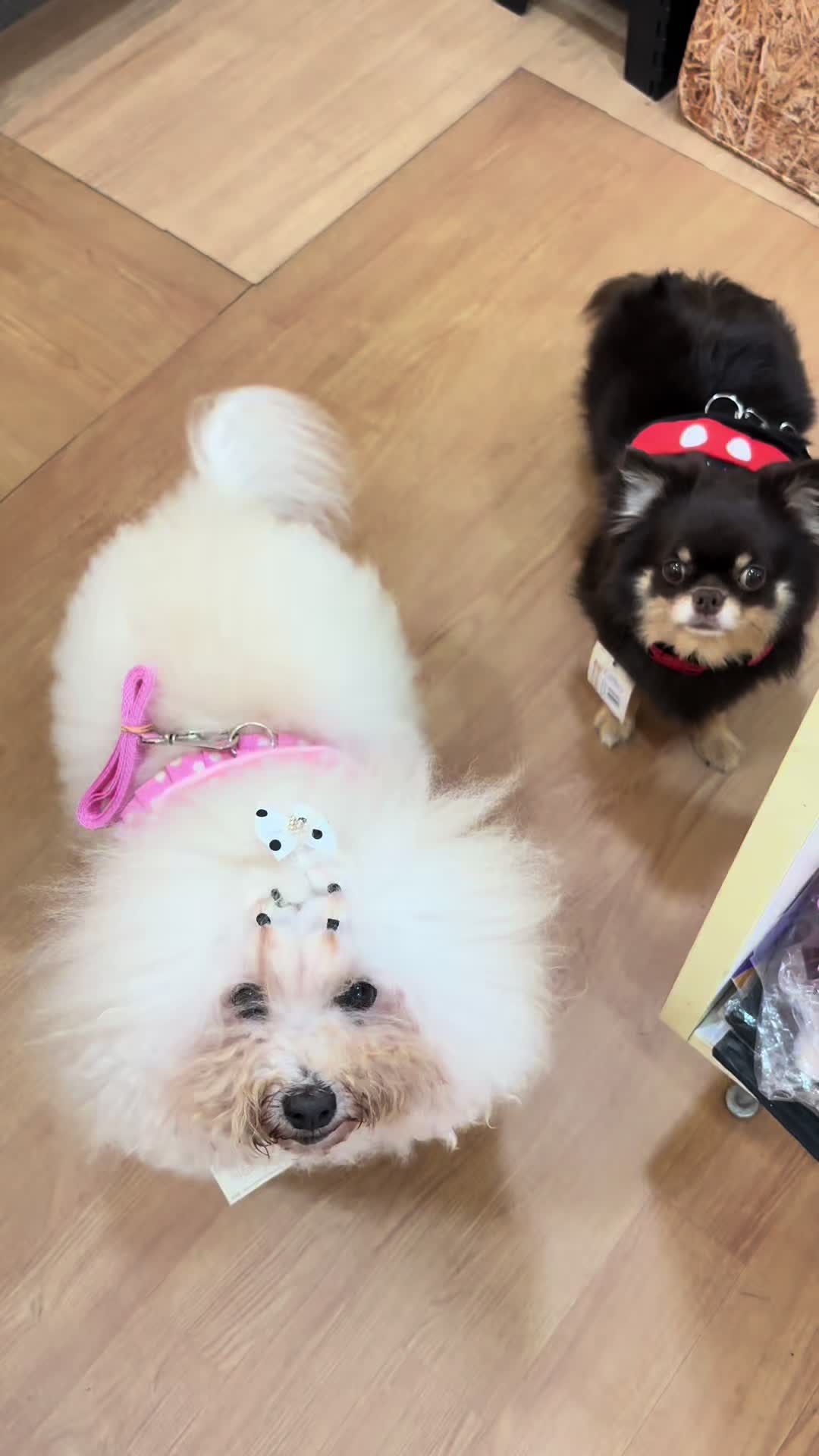 @Ninaboutiquepet