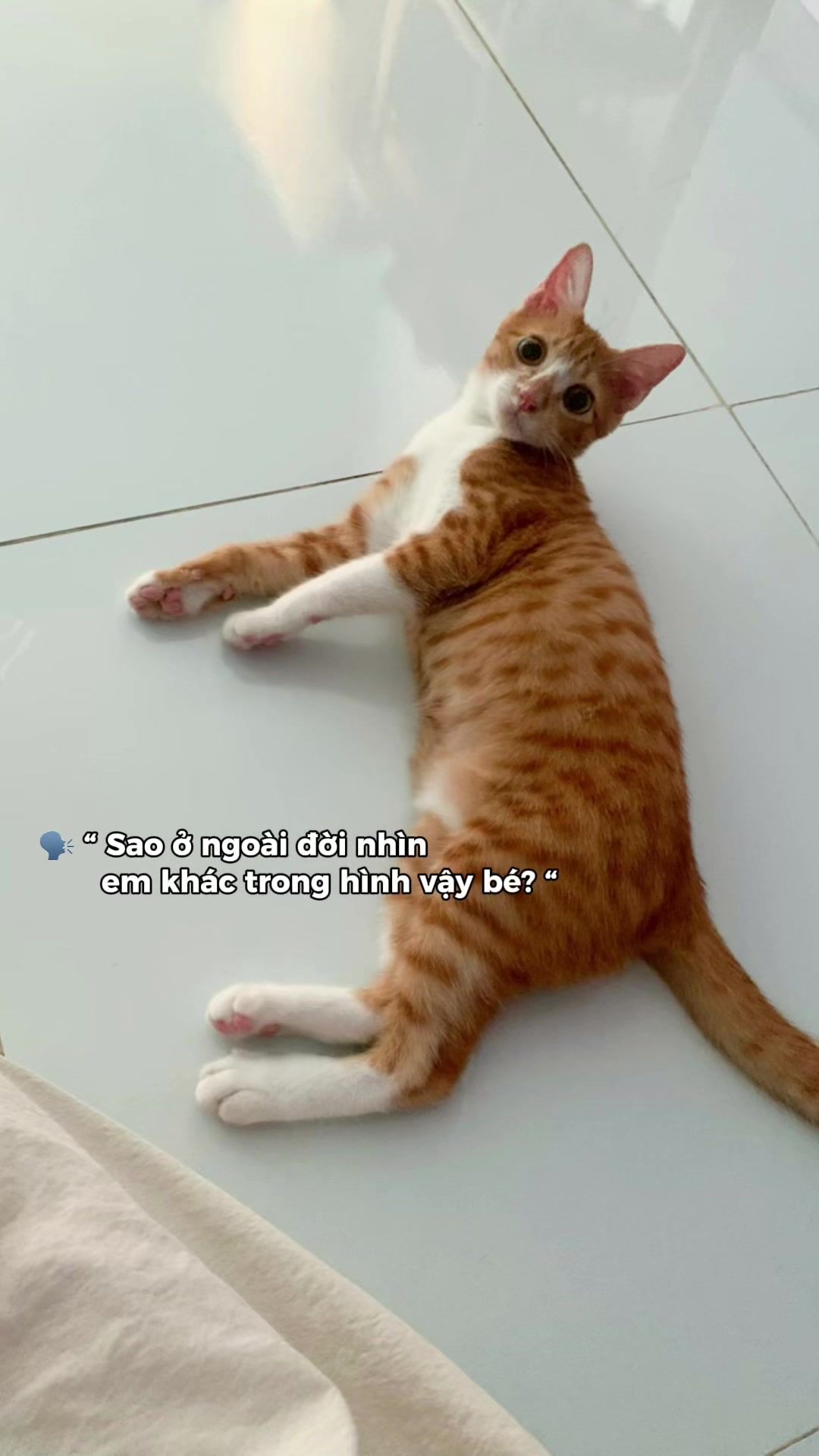 @Trú mèo tên mimi