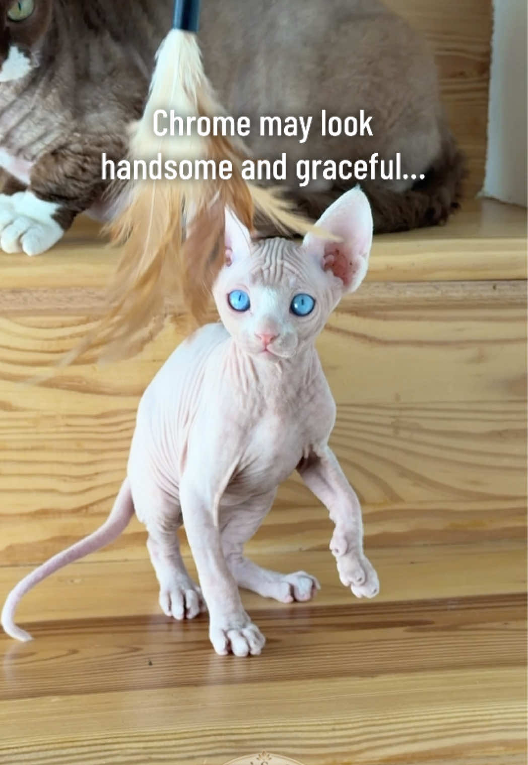 @Boba’s Buds Minskin Cats