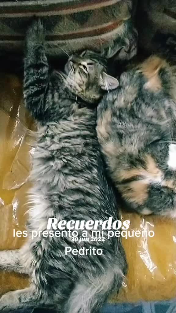 @petuchis