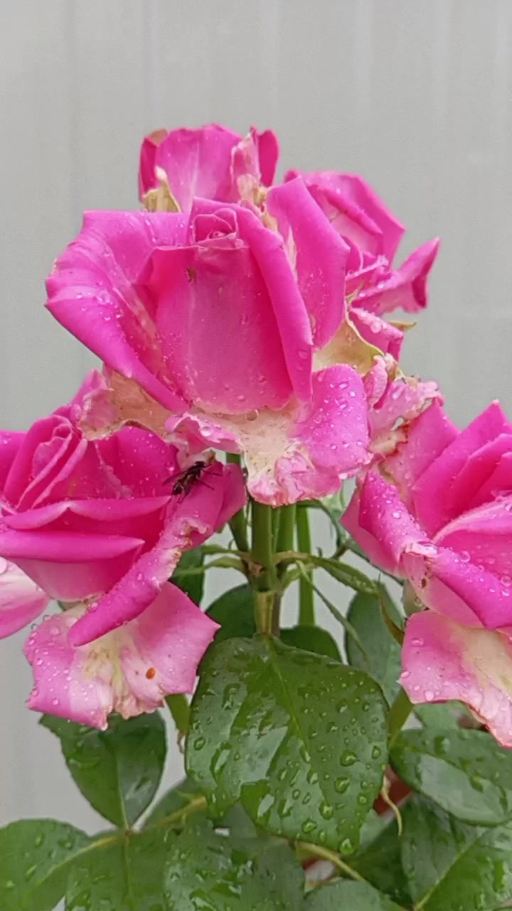 @♡𝙈𝙞𝙣𝙣𝙤𝙨̧➷♡🌸