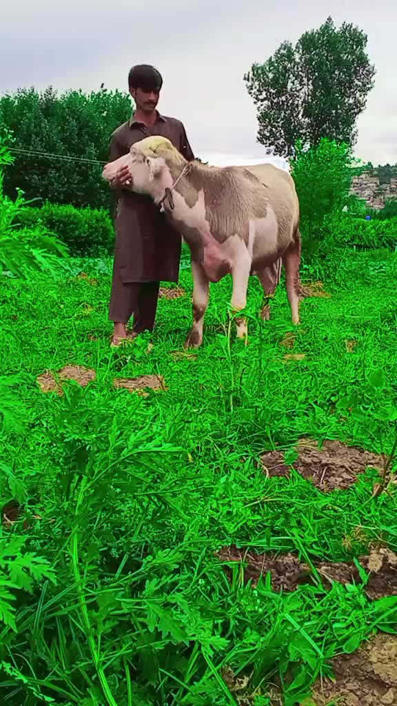 @ASAD Sarkar123
