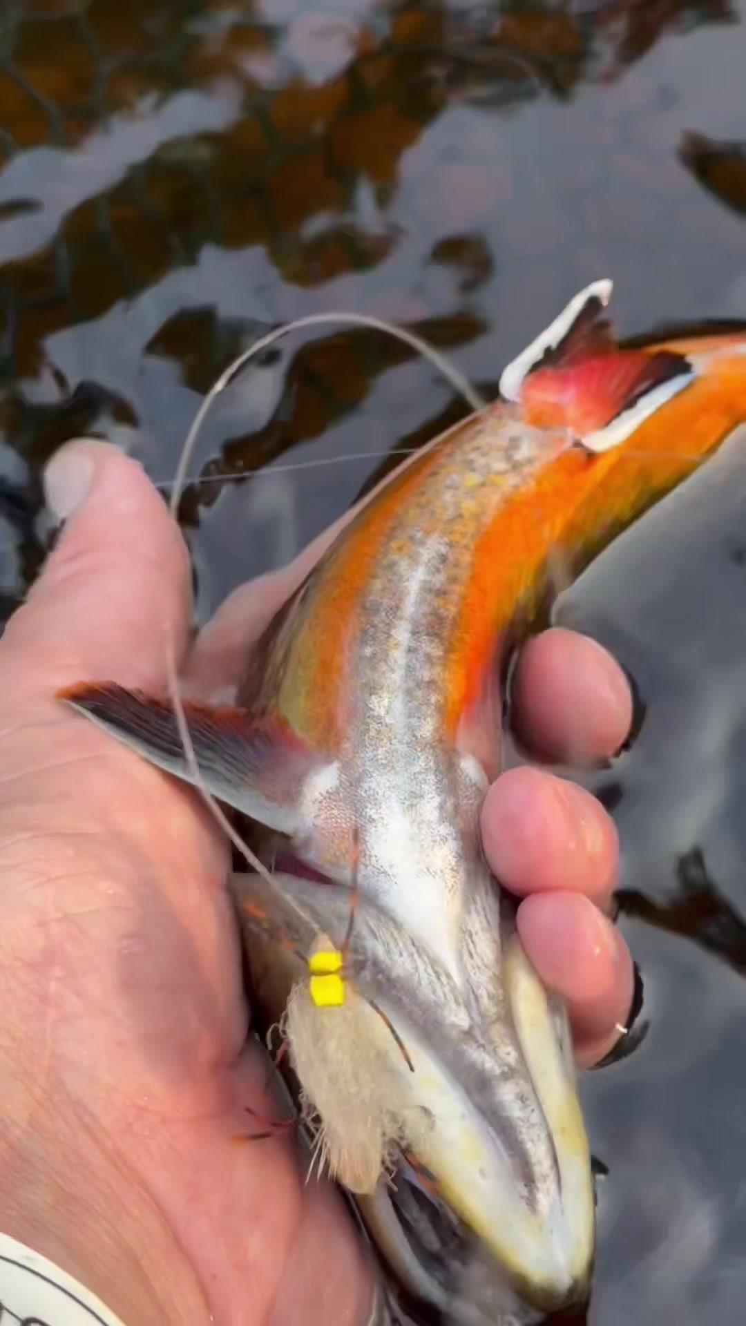@FlyFishDelawhere