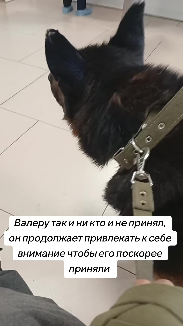 @Передержка «Лёнин рай» 🐶🦮